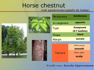 Horse chestnut
(indi gaztainondo/castaño de Indias)
Persist ence decidouous
Arrangement opposite
Type Compound
(5-7 leaflets)
Shape lobed
Margin serrate
Scientific name: Aesculus hippocastanum
Text ure
(When young)
smooth
(When older)
scaly
 