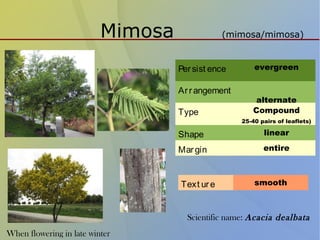Mimosa (mimosa/mimosa)
Persist ence evergreen
Arrangement
alternate
Type Compound
25-40 pairs of leaflets)
Shape linear
Margin entire
Text ure smooth
Scientific name: Acacia dealbata
When flowering in late winter
 