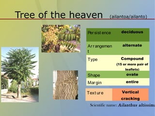 Tree of the heaven (ailantoa/ailanto)
Persist ence deciduous
Arrangemen
t
alternate
Type Compound
(15 or more pair of
leaflets)
Shape ovate
Margin entire
Text ure Vertical
cracking
Scientific name: Ailanthus altissima
 