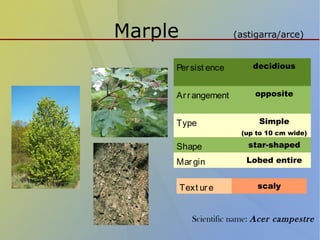 Marple (astigarra/arce)
Persist ence decidious
Arrangement opposite
Type Simple
(up to 10 cm wide)
Shape star-shaped
Margin Lobed entire
Text ure scaly
Scientific name: Acer campestre
 