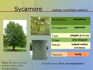 Sycamore (astigar zuria/falso plátano)
Persist ence decidious
Arrangement opposite
Type simple (8-15 cm)
Shape star-shaped
Margin Lobed entire
(3-5 lobes)
Text ure scaly
Scientific name: Acer pseudoplatanusNote: Its leaves are very
similar to those of the
London plante's
 