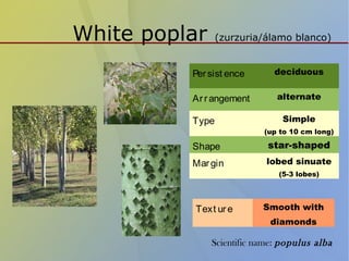 White poplar (zurzuria/álamo blanco)
Persist ence deciduous
Arrangement alternate
Type Simple
(up to 10 cm long)
Shape star-shaped
Margin lobed sinuate
(5-3 lobes)
Text ure Smooth with
diamonds
Scientific name: populus alba
 