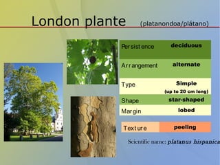London plante (platanondoa/plátano)
Persist ence deciduous
Arrangement alternate
Type Simple
(up to 20 cm long)
Shape star-shaped
Margin lobed
Text ure peeling
Scientific name: platanus hispanica
 