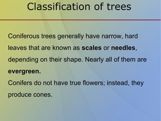 Classification of trees
Coniferous trees generally have narrow, hard
leaves that are known as scales or needles,
depending on their shape. Nearly all of them are
evergreen.
Conifers do not have true flowers; instead, they
produce cones.
 