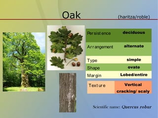 Oak (haritza/roble)
Persist ence deciduous
Arrangement alternate
Type simple
Shape ovate
Margin Lobed/entire
Text ure Vertical
cracking/ scaly
Scientific name: Quercus robur
 