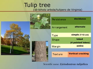 Tulip tree
(idi-bihotz arbola/tulipero de Virginia)
Persist ence deciduous
Arrangement alternate
Type simple (7-12 cm)
Shape lobed
(4 pointed lobes)
Margin entire
Text ure Vertical cracking
Scientific name: Liriodentron tulipifera
 