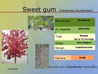 Sweet gum (Likidanbar/liquidambar)
Persist ence deciduous
Arrangemen
t
alternate
Type Simple
(up to 15 cm long)
Shape star-shaped
Margin Lobed/serrate
Text ure scaly
In autumn
Scientific name: Liquidambar styraciflua
 