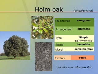 Holm oak (artea/encina)
Persist ence evergreen
Arrangement alternate
Type Simple
(up to 10 cm long)
Shape laceolate
Margin serrate/entire
Text ure scaly
Scientific name: Quercus ilex
 