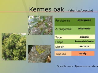 Kermes oak (abaritza/coscoja)
Persist ence evergreen
Arrangement alternate
Type simple
Shape Lanceolate/ovate
Margin serrate
Text ure scaly
Scientific name: Quercus coccifera
 