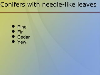 Conifers with needle-like leaves
 Pine
 Fir
 Cedar
 Yew
 