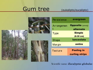 Gum tree (eukalipto/eucalipto)
Persist ence evergreen
Arrangemen
t
Opposite (young)
alternate
Type Simple
(8-30 cm)
Shape lanceolate
Margin entire
Text ure Peeling in
curling strips
Scientific name: Eucalyptus globulus
 