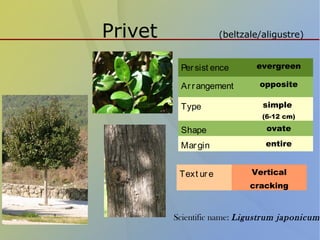 Privet (beltzale/aligustre)
Persist ence evergreen
Arrangement opposite
Type simple
(6-12 cm)
Shape ovate
Margin entire
Text ure Vertical
cracking
Scientific name: Ligustrum japonicum
 