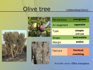 Olive tree (olibondoa/olivo)
Persist ence evergreen
Arrangement opposite
Type simple
(3-9 cm)
Shape lanceolate
Margin entire
Text ure Vertical
cracking
Scientific name: Olea europaea
 