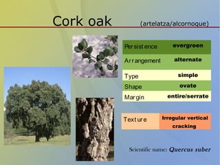 Cork oak (artelatza/alcornoque)
Persist ence evergreen
Arrangement alternate
Type simple
Shape ovate
Margin entire/serrate
Text ure Irregular vertical
cracking
Scientific name: Quercus suber
 