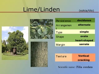 Lime/Linden (ezkia/tilo)
Persist ence deciduous
Arrangemen
t
alternate
Type simple
Shape ovate
heart-shaped
Margin serrate
Text ure Vertical
cracking
Scientific name: Tilia cordata
 