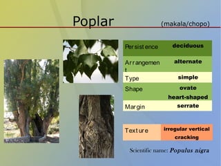 Poplar (makala/chopo)
Persist ence deciduous
Arrangemen
t
alternate
Type simple
Shape ovate
heart-shaped
Margin serrate
Text ure irregular vertical
cracking
Scientific name: Populus nigra
 