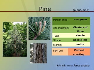 Pine (pinua/pino)
Persist ence evergreen
Arrangement Clusters of
three
Type simple
Shape needle-like
Margin entire
Text ure Vertical
cracking
Scientific name: Pinus radiata
 