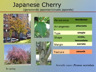 Japanese Cherry
(gereziondo japoniar/ciruelo japonés)
Persist ence deciduous
Arrangemen
t
alternate
Type simple
Shape ovate,
lanceolate
Margin serrate
Text ure smooth
Scientific name: Prunus serrulata
In spring
 