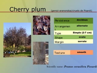 Cherry plum (gerezi-aranondoa/ciruelo de Pisardi)
Persist ence decidous
Arrangemen
t
alternate
Type Simple (2-7 cm)
Shape ovate
Margin serrate
Text ure smooth
Scientific name: Prunus cerasifera Pissardii
 