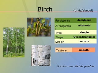 Birch (urkia/abedul)
Persist ence deciduous
Arrangemen
t
alternate
Type simple
Shape Ovate/triangular
Margin serrate
Text ure smooth
Scientific name: Betula pendula
 