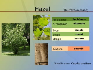 Hazel (hurritza/avellano)
Persist ence deciduous
Arrangemen
t
alternate
Type simple
Shape round
Margin serrate
Text ure smooth
Scientific name: Corylus avellana
 