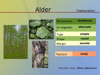 Alder (haltza/aliso)
Persist ence deciduous
Arrangemen
t
alternate
Type simple
Shape round
Margin serrate
Text ure scaly
Scientific name: Alnus glutinosa
 