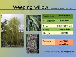 Weeping willow (zume negartia/sauce llorón)
Persist ence deciduous
Arrangemen
t
alternate
Type simple (8-16 cm)
Shape Lanceolate
Margin serrate
Text ure Vertical
cracking
Scientific name: Salix babylonica
 