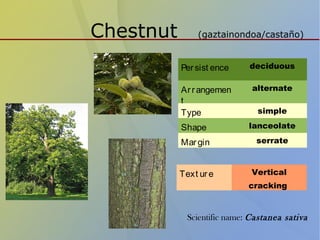 Chestnut (gaztainondoa/castaño)
Persist ence deciduous
Arrangemen
t
alternate
Type simple
Shape lanceolate
Margin serrate
Text ure Vertical
cracking
Scientific name: Castanea sativa
 