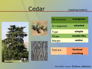 Cedar (zedroa/cedro)
Persist ence evergreen
Arrangement whorled
Type simple
Shape needle-like
Margin entire
Text ure Vertical
cracking
Scientific name: Cedros atlantica
 