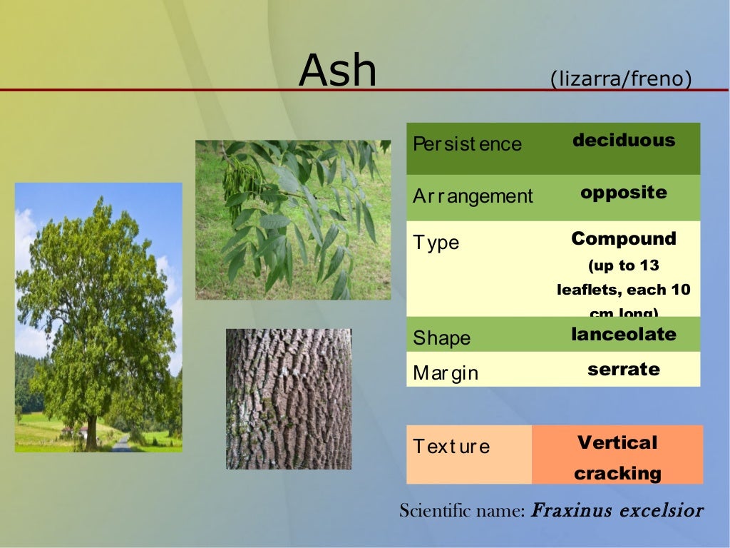 Classification of trees