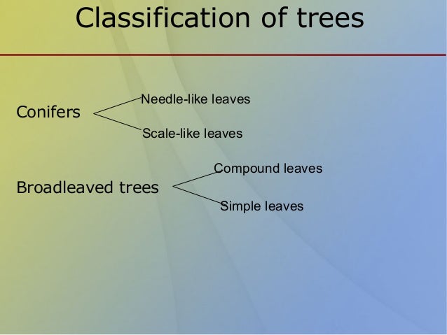 Classification of trees