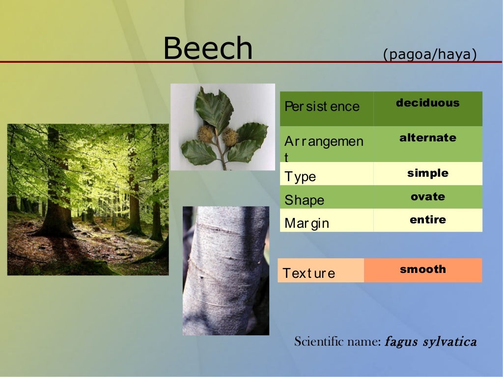 Classification Of Trees , FOR-61: Scientific Classification of Trees ...