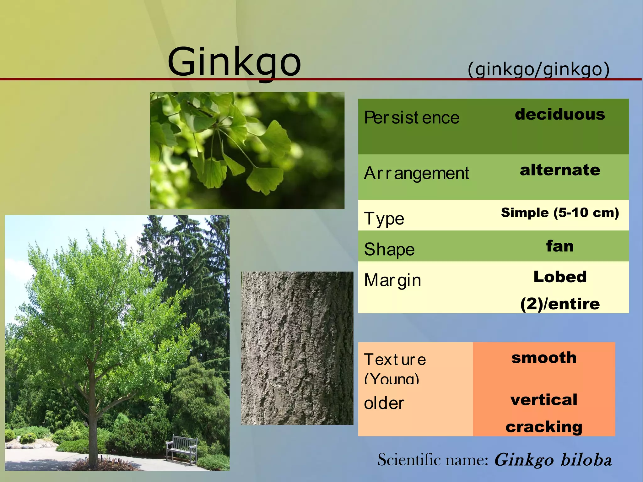 Classification of trees | PPT