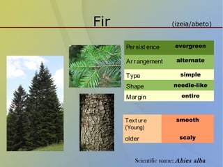 Simple Tree Classification Classification of trees | PPT