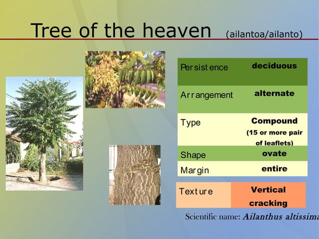Classification of trees