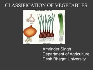 CLASSIFICATION OF VEGETABLES
Amrinder Singh
Department of Agriculture
Desh Bhagat University
 