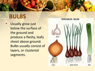 BULBS
• Usually grow just
below the surface of
the ground and
produce a fleshy, leafy
shoot above ground.
Bulbs usually consist of
layers, or clustered
segments.
 