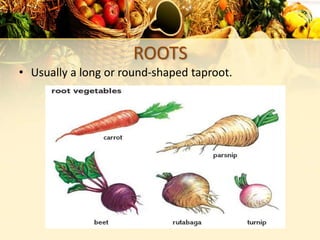 Taproots Example Fruits Vegetables Gr-10 unit 3 | PPTX