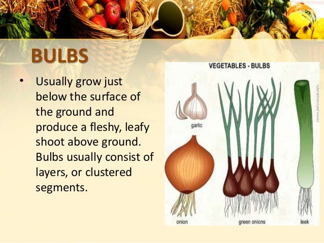 photo Stalk Or Bulb Vegetables vegetables gr 10 unit 3