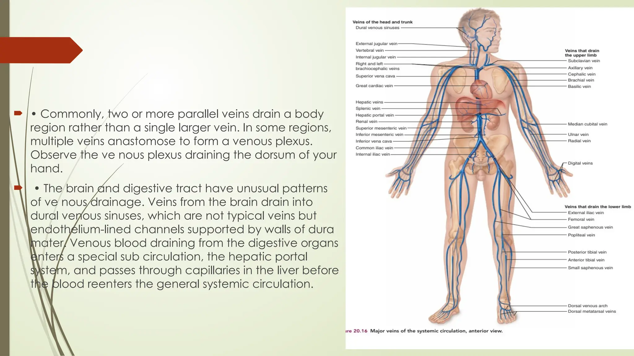 Anatomy Of Venous System Anatomy Of The Veins Of The Trunk Lecture 6