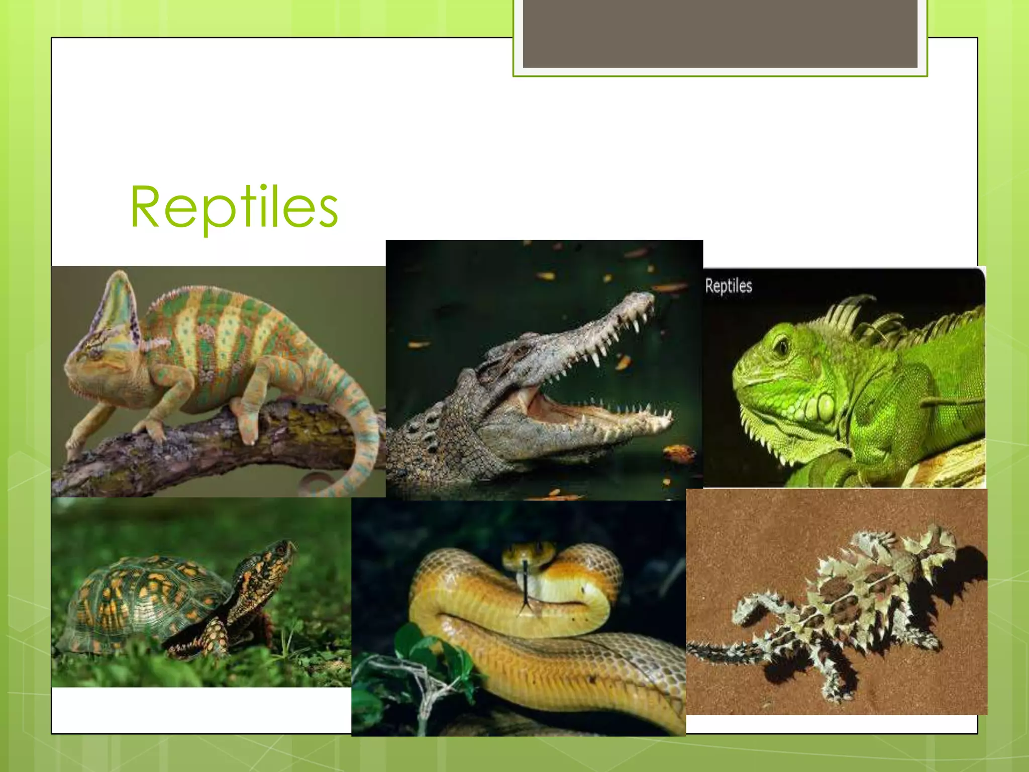 Reptiles

 