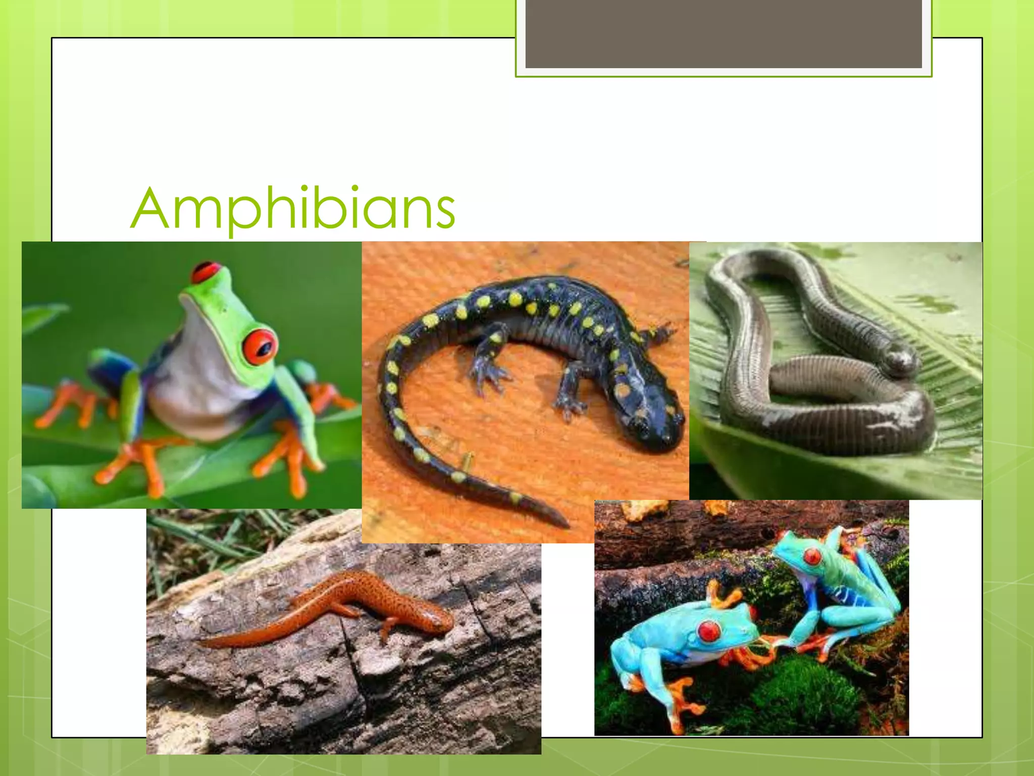 Amphibians

 