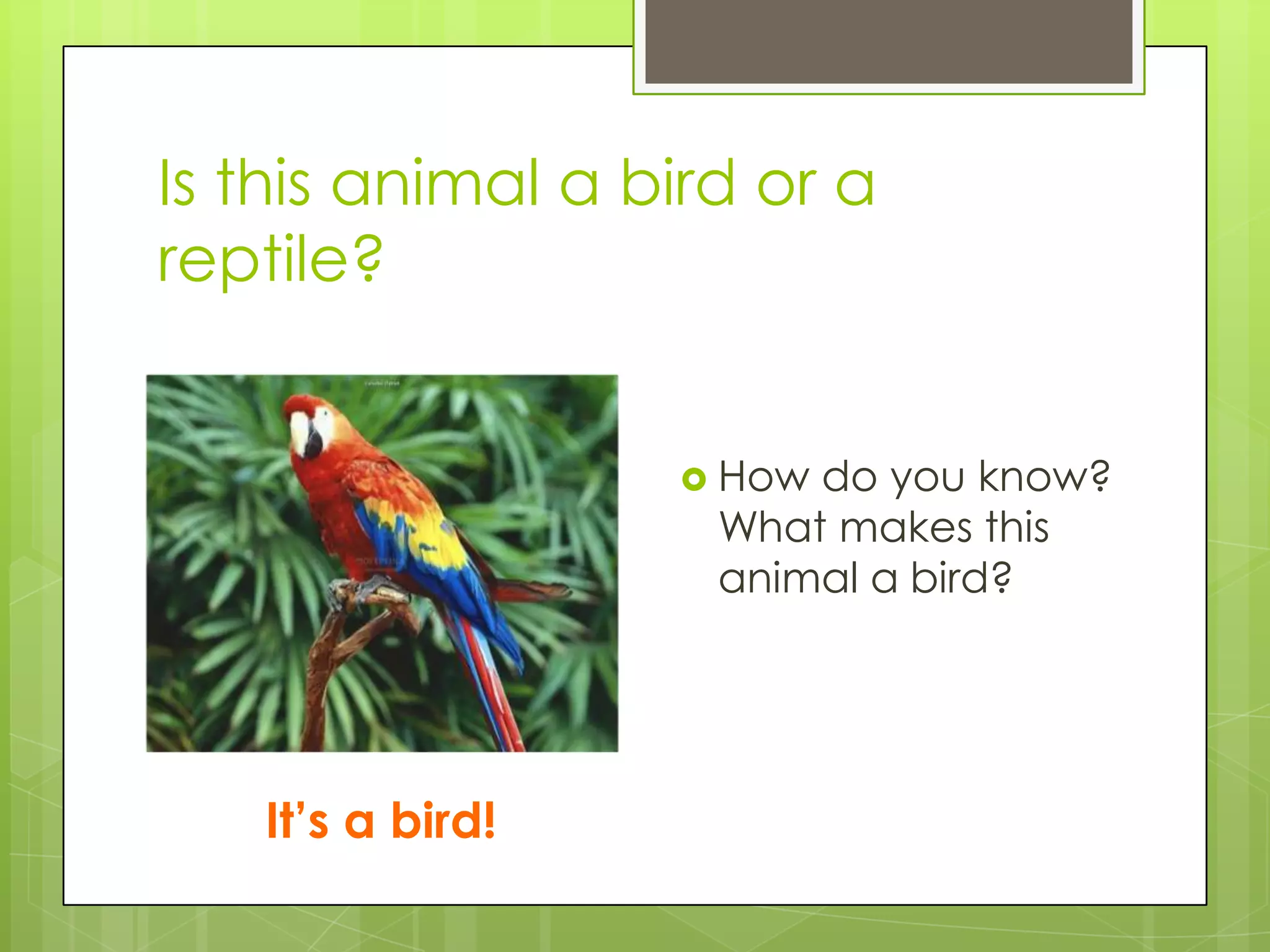 Is this animal a bird or a
reptile?
 How

do you know?
What makes this
animal a bird?

It’s a bird!

 
