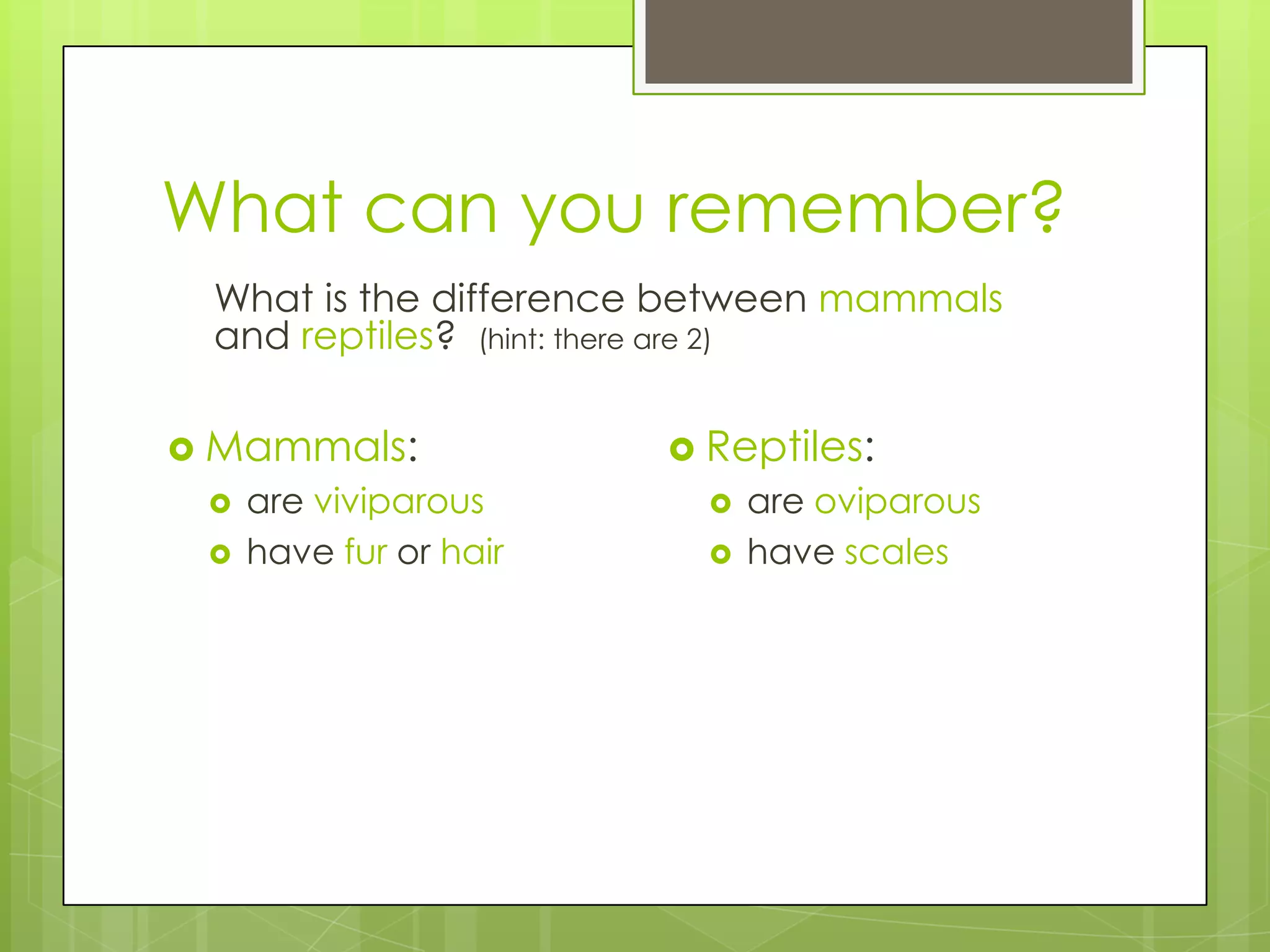 What can you remember?
What is the difference between mammals
and reptiles? (hint: there are 2)
 Mammals:



are viviparous
have fur or hair

 Reptiles:



are oviparous
have scales

 