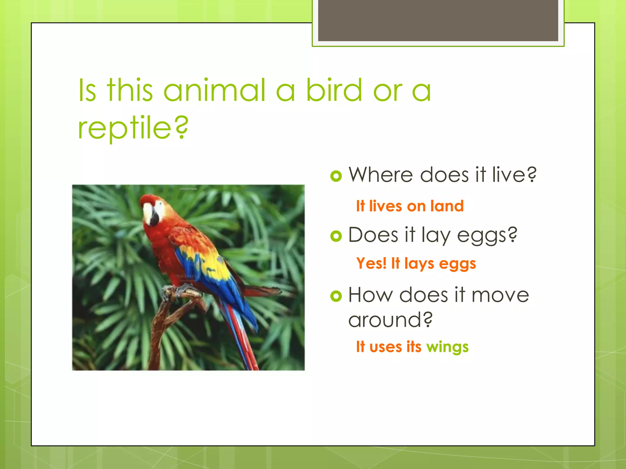 Is this animal a bird or a
reptile?
 Where

does it live?

It lives on land

 Does

it lay eggs?

Yes! It lays eggs

 How

does it move
around?
It uses its wings

 