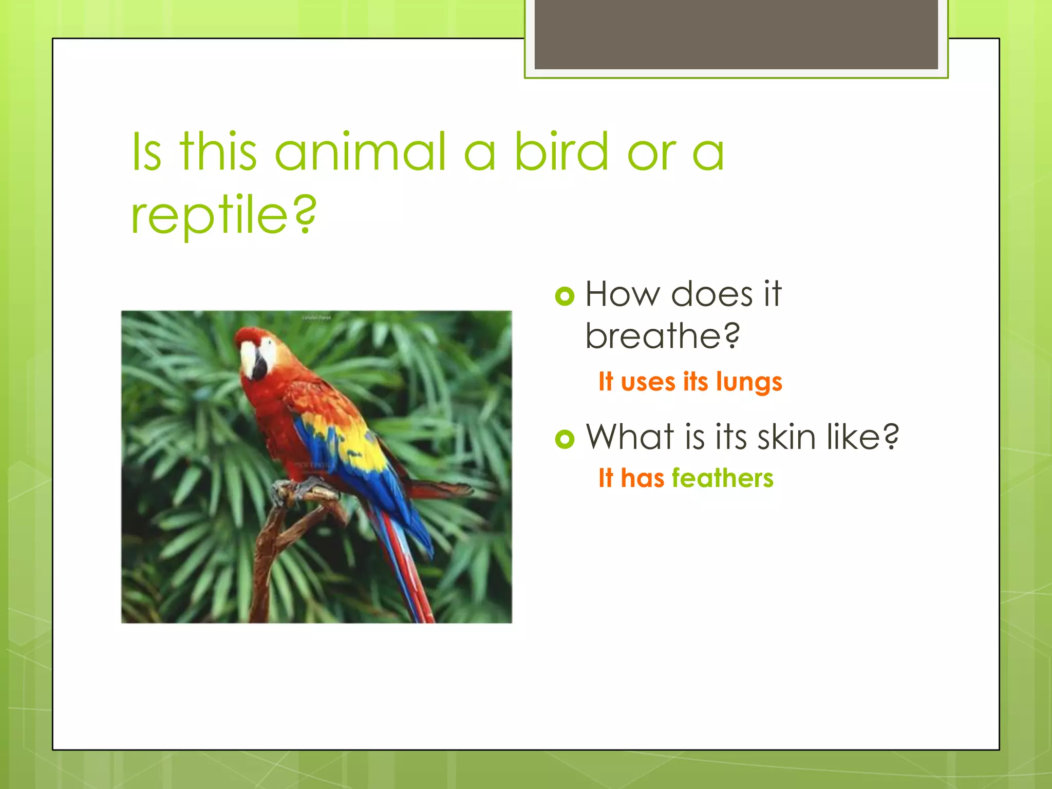 Is this animal a bird or a
reptile?
 How

does it
breathe?
It uses its lungs

 What is its skin
It has feathers

like?

 