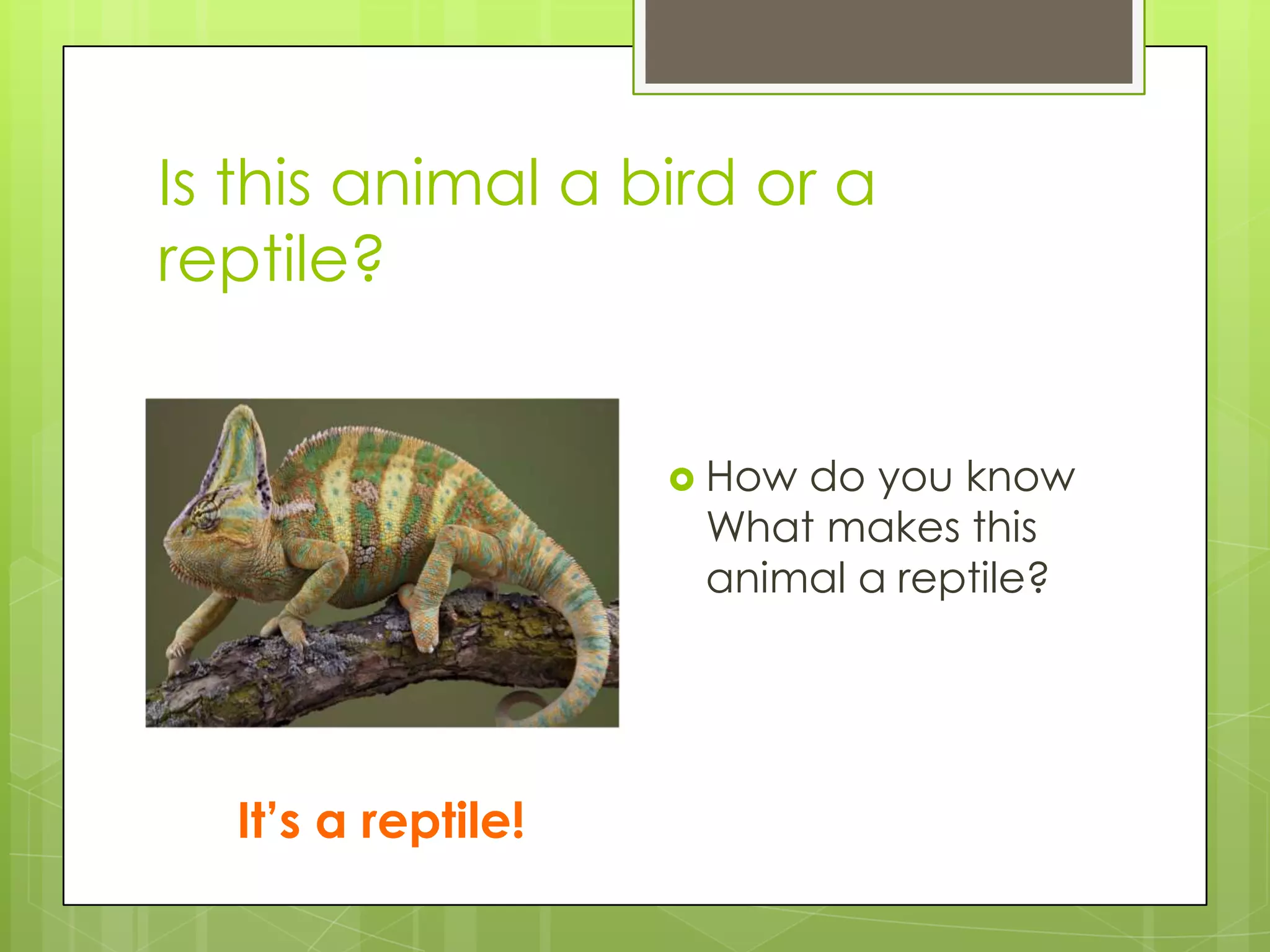 Is this animal a bird or a
reptile?
 How

do you know
What makes this
animal a reptile?

It’s a reptile!

 