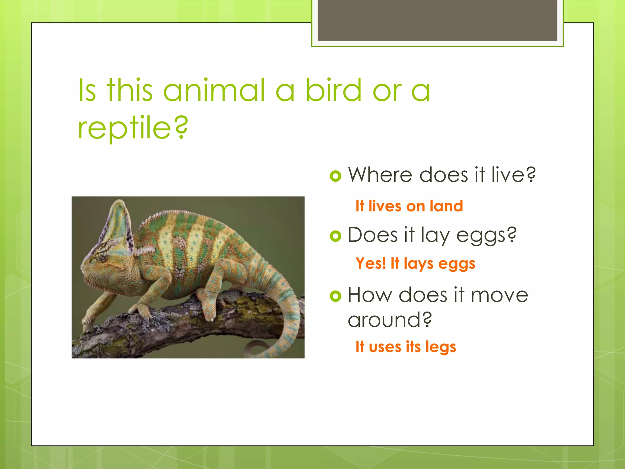 Is this animal a bird or a
reptile?
 Where

does it live?

It lives on land

 Does

it lay eggs?

Yes! It lays eggs

 How

does it move
around?
It uses its legs

 