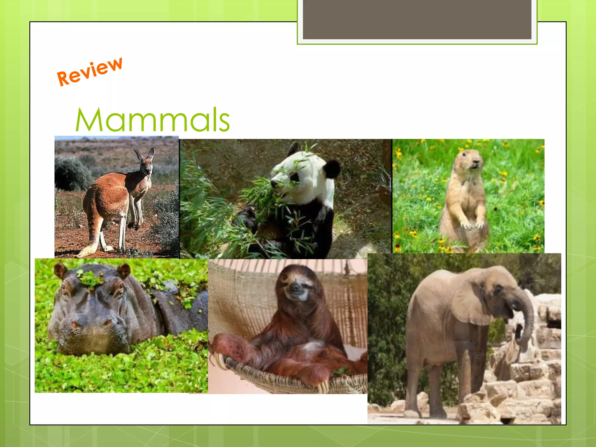 Mammals

 