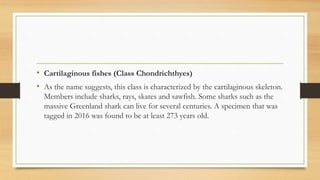• Cartilaginous fishes (Class Chondrichthyes)
• As the name suggests, this class is characterized by the cartilaginous skeleton.
Members include sharks, rays, skates and sawfish. Some sharks such as the
massive Greenland shark can live for several centuries. A specimen that was
tagged in 2016 was found to be at least 273 years old.
 